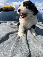 BMW, a male Cavapoo for sale in Alexandria, VA – 2 of 2