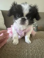GeMMa, a female Japanese Chin for sale in East Lyme, CT – 2 of 3