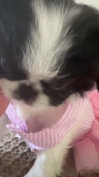 GeMMa, a female Japanese Chin for sale in East Lyme, CT – 3 of 3
