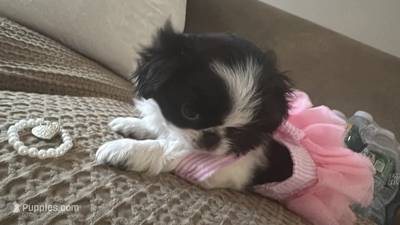 GeMMa – Japanese Chin puppy for sale in East Lyme, CT