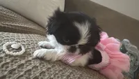 GeMMa, a female Japanese Chin for sale in East Lyme, CT – 1 of 3