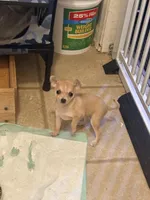 Princess, a female Chihuahua for sale in Charlotte, NC – Photo 1 of 2