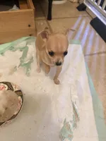 Princess, a female Chihuahua for sale in Charlotte, NC – Photo 2 of 2