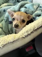 Princess, a female Chihuahua for sale in Charlotte, NC – 4 of 8