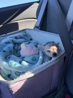 Princess, a female Chihuahua for sale in Charlotte, NC – 8 of 8