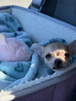 Princess, a female Chihuahua for sale in Charlotte, NC – 3 of 8