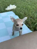 Princess, a female Chihuahua for sale in Charlotte, NC – 7 of 8
