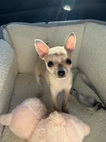Princess, a female Chihuahua for sale in Charlotte, NC – 5 of 8
