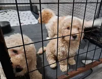 Oso, a male Poodle - Miniature  for sale in Salem, SC – Photo 4 of 8