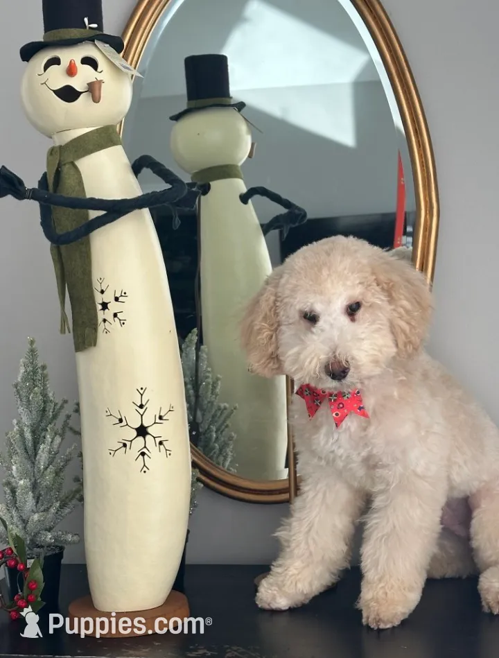 Oso, a male Poodle - Miniature  for sale in Salem, SC – Photo 8 of 8