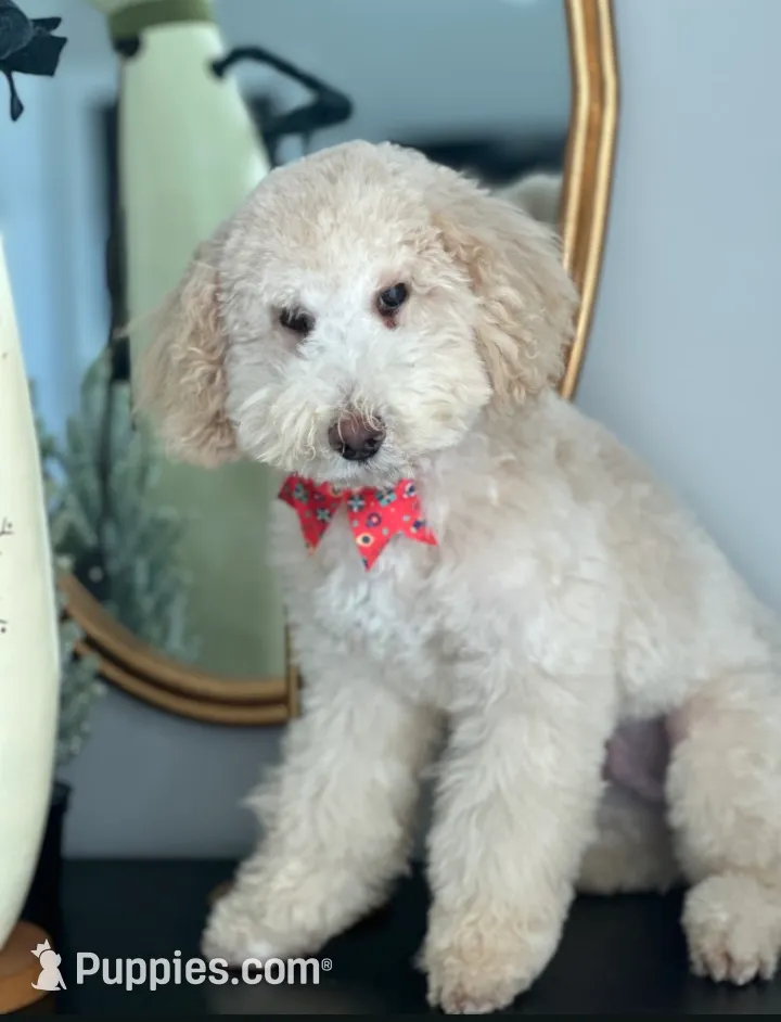 Oso, a male Poodle - Miniature  for sale in Salem, SC – Photo 7 of 8