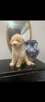 Oso, a male Poodle - Miniature  for sale in Salem, SC – Photo 6 of 8