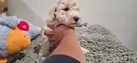 Oso, a male Poodle - Miniature  for sale in Salem, SC – Photo 1 of 8