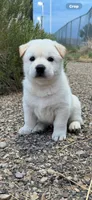 Baekgu Jindo Boy, a male Jindo for sale in Manitowoc, WI – 6 of 7