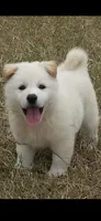 Baekgu Jindo Boy, a male Jindo for sale in Manitowoc, WI – 5 of 7