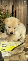 Baekgu Jindo Boy, a male Jindo for sale in Manitowoc, WI – 4 of 7