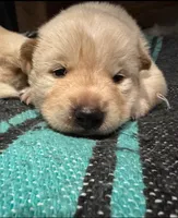 Baekgu Jindo Boy, a male Jindo for sale in Manitowoc, WI – 3 of 7