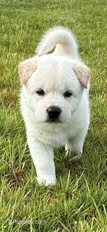 Baekgu Jindo Boy – Jindo puppy for sale in Manitowoc, WI