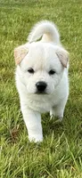Baekgu Jindo Boy, a male Jindo for sale in Manitowoc, WI – 1 of 7