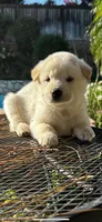 Baekgu Jindo Boy, a male Jindo for sale in Manitowoc, WI – 7 of 7