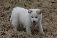 Baekgu Jindo Boy, a male Jindo for sale in Manitowoc, WI – 2 of 7
