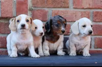 Ivy, a female Miniature Dachshund for sale in Ontario, OR – 2 of 2
