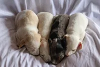 Indy, a female Miniature Dachshund for sale in Ontario, OR – 2 of 2