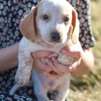 Horace , a male Miniature Dachshund for sale in Ontario, OR – Photo 1 of 3