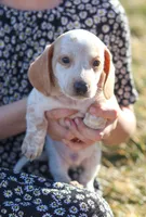 Horace , a male Miniature Dachshund for sale in Ontario, OR – Photo 1 of 3