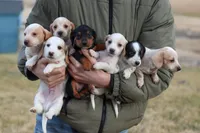 Horace , a male Miniature Dachshund for sale in Ontario, OR – Photo 2 of 3