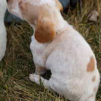 Horace , a male Miniature Dachshund for sale in Ontario, OR – Photo 3 of 3