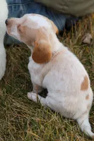 Horace , a male Miniature Dachshund for sale in Ontario, OR – Photo 3 of 3