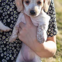 Hellen, a female Miniature Dachshund for sale in Ontario, OR – Photo 2 of 3