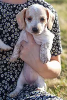 Hellen, a female Miniature Dachshund for sale in Ontario, OR – Photo 1 of 3