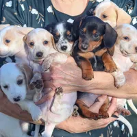 Hellen, a female Miniature Dachshund for sale in Ontario, OR – Photo 3 of 3