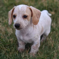 Hellen, a female Miniature Dachshund for sale in Ontario, OR – Photo 1 of 3