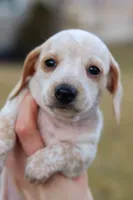 Hellen, a female Miniature Dachshund for sale in Ontario, OR – Photo 3 of 3