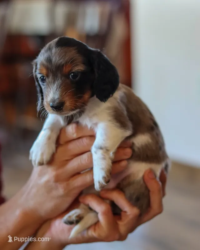 Indy – Miniature Dachshund puppy for sale in Ontario, OR