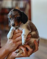 Indy, a female Miniature Dachshund for sale in Ontario, OR – 1 of 2
