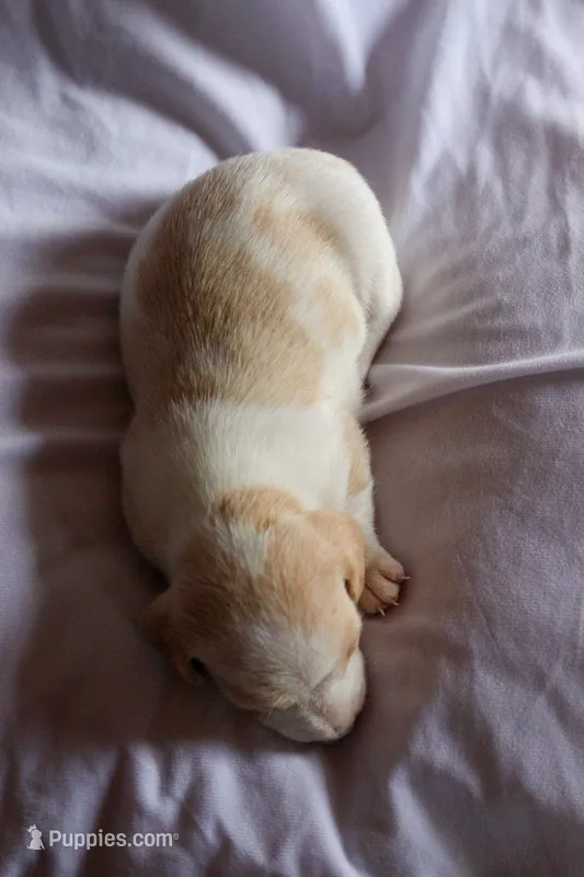 Iris – Miniature Dachshund puppy on hold in Ontario, OR