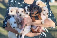 Hershey , a male Miniature Dachshund for sale in Ontario, OR – Photo 3 of 3