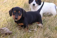 Hershey , a male Miniature Dachshund for sale in Ontario, OR – Photo 2 of 3