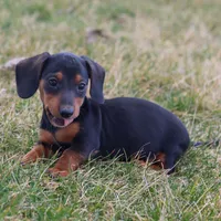 Hershey , a male Miniature Dachshund for sale in Ontario, OR – Photo 1 of 4