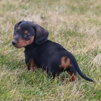 Hershey , a male Miniature Dachshund for sale in Ontario, OR – Photo 4 of 4