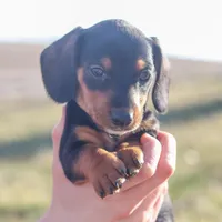 Hershey , a male Miniature Dachshund for sale in Ontario, OR – Photo 2 of 4