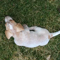 Hilda, a female Miniature Dachshund for sale in Ontario, OR – Photo 3 of 3