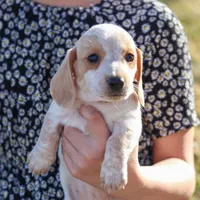 Hilda, a female Miniature Dachshund for sale in Ontario, OR – Photo 1 of 3