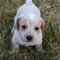 Hilda, a female Miniature Dachshund for sale in Ontario, OR – Photo 2 of 3