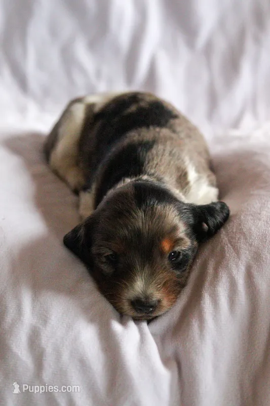 Indy – Miniature Dachshund puppy for sale in Ontario, OR