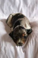 Indy, a female Miniature Dachshund for sale in Ontario, OR – 1 of 2